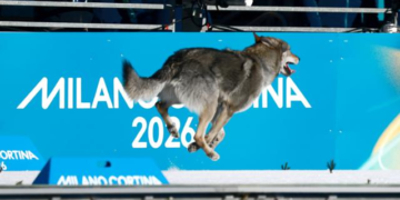 올림픽 경기장에 난입한 대형견에 환호성…오메가는 사진 판독까지