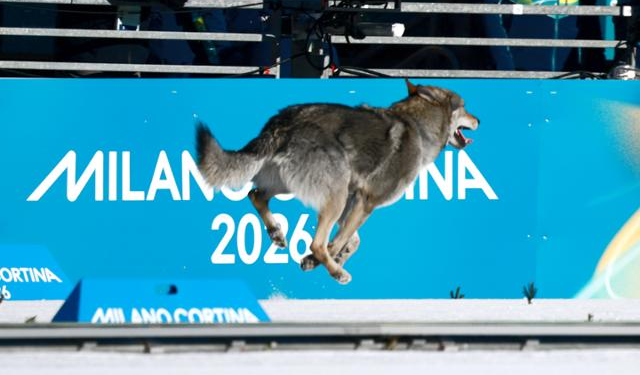 올림픽 경기장에 난입한 대형견에 환호성…오메가는 사진 판독까지