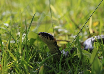 ‘이 동물’에 목 물리는 꿈, 흉몽?…“복권 1등 당첨됐습니다”