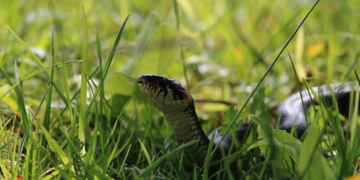 ‘이 동물’에 목 물리는 꿈, 흉몽?…“복권 1등 당첨됐습니다”