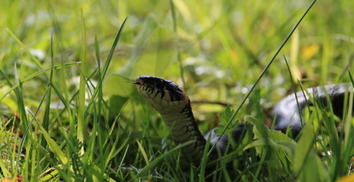 ‘이 동물’에 목 물리는 꿈, 흉몽?…“복권 1등 당첨됐습니다”
