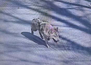 “제발 돌아와” 늑대 ‘늑구’ 어디에…“머리가 오월드 쪽으로, 귀소본능 주목”