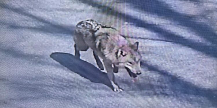 “제발 돌아와” 늑대 ‘늑구’ 어디에…“머리가 오월드 쪽으로, 귀소본능 주목”